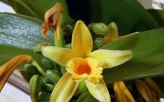 Орхидея – виды цветка; выращивание и пересадка; свойства и применение