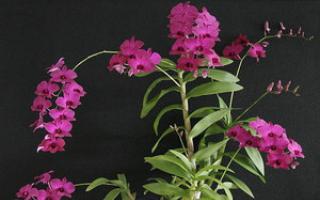 Орхидея Дендробиум – как превратить дикий цветок в домашнего любимца